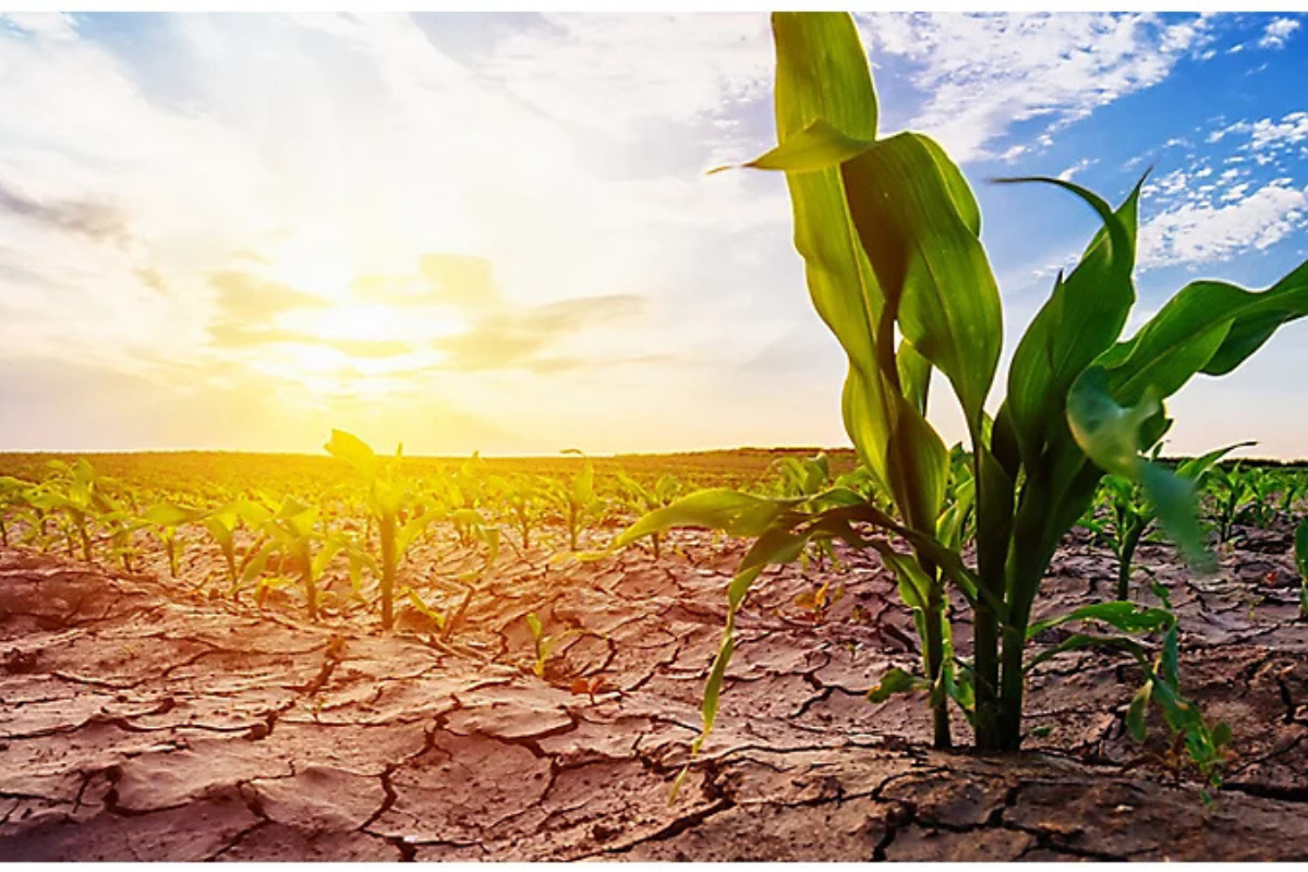 Harnessing the Power of Plants to Manage Stress