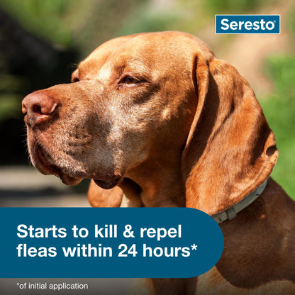 Seresto Large Dog Vet-Recommended Flea & Tick Treatment & Prevention Collar for Dogs Over 18 lbs. | 8 Months Protection